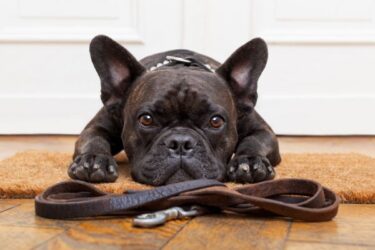 Hond