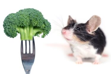Muis ruikt aan broccoli