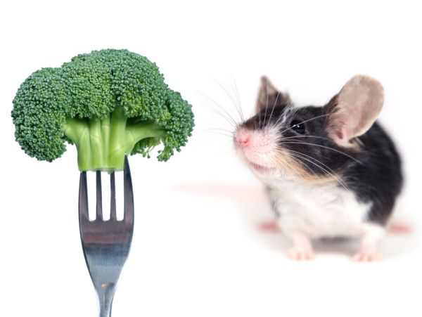 Muis ruikt aan broccoli