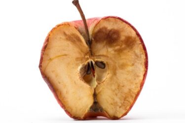 rotte appel