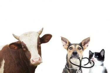 Dieren