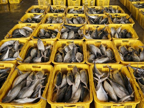 vis veiling markt