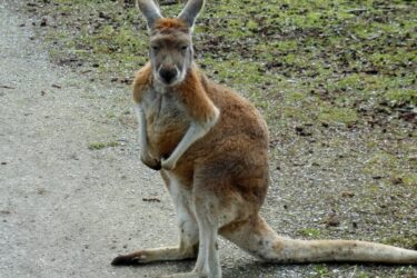 Australië