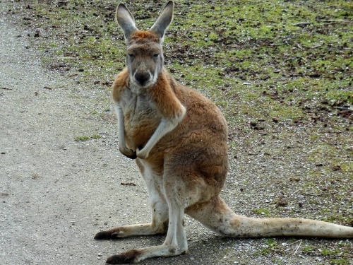 Australië