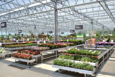 Planten bloemen